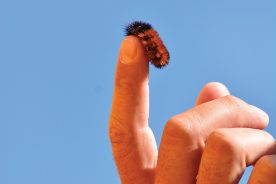 b755ab16-f2bb-11ea-81de-1244d5f7c7c6-NC---Woolly-Worm-Festival-2124---CREDIT-Todd-Bush