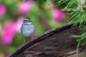 A white-throated sparrow perched in front of a pink azalea.