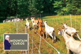 Eager goats race toward their next meal on private property in Cismont, Virginia.