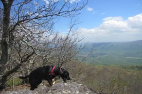 Odd dog and Day Hiker's head with odd sweatband messing up good view across Johns Creek Valley.