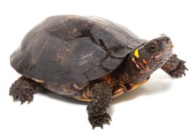 bba8b5ee-044b-11ec-b839-1244d5f7c7c6-bog_turtle01-_1_