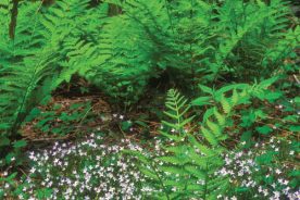 Bluets along the trail are a welcome to springtime.