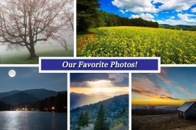 bc85675c-f1df-11e5-ab42-22000b078648-Collage