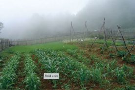 The garden at Brinegar Cabin