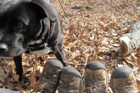 Have we mentioned we have matching hiking shoes, with a not-matching-anything dog?