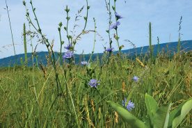 Chicory is one of the defining plants of the meadows on the 
Hidden Valley Trail.