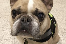 c189be7c-cd36-11ec-8e4e-12274efc5439-Dobby-2