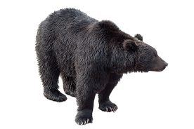 The black bear is the 12th most-sighted Smokies species on the iNaturalist app.