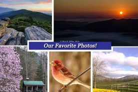 c2c4fcec-d9fb-11e4-8b65-22000a4f82a6-Collage