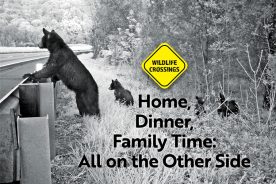 A female bear looks for the best opportunity to cross as her cubs surround her at the guardrail on I-64 in Virginia near the top of Afton Mountain where the Shenandoah National Park and the Blue Ridge Parkway meet.