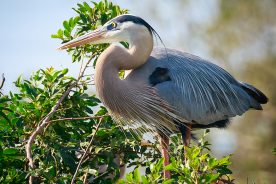 c44fa69a-fa2f-11ed-a411-12163087a831-Great-Blue-Heron---photo-by-Mike-Blevins