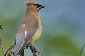 c4f72388-8b20-11ef-97f6-12163087a831-Cedar-Waxwing---photo-by-Paul-Danese-Wikimedia-Commons_1