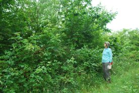 Elaine Ingram admires a purebred American chestnut clinging to survival on the Ingram’s land in Craig County. Such trees are rare.