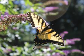 A damaged tiger swallowtail imparts lessons of hope and tolerance, respectively.