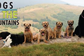 Dogs in the Mountains 2020