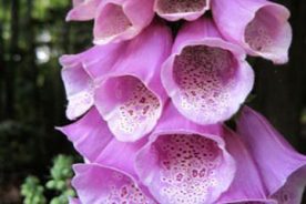 Foxgloves