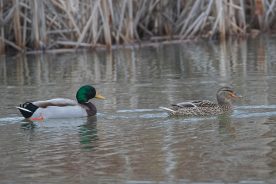 Male and female Mallards.