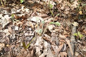 Christmas fern fiddleheads are not edible and can be toxic.