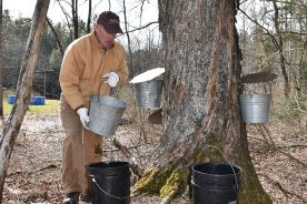 Bob Sheets gathering sugar maple syrup