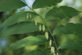 ca6fd290-2753-11f0-8efc-12163087a831-website_5-2025smoothsolomon_sseal--credt-Joe-Cook-and-Monica-Sheppard_1_