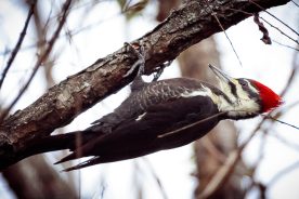 cb418c6c-55f1-11ed-91d7-12274efc5439-Pileated-Woodpecker-female---photo-by-Mike-Blevins