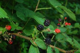 Wild blackberries growing on a Virginia mountainside.
