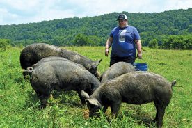 Restaurant owner and farmer Kristin Smith feeds her hogs on her farm at Williamsburg, Kentucky.