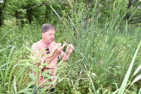 Clay Morris examining a cattail in a Shenandoah Valley pond.