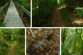 Hiking in Warriors’ Path State Park in Kingsport, Tenn.