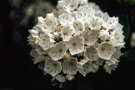 Mountain Laurel. Credit Leonard M. Adkins