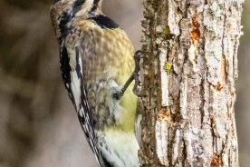d108defc-a62d-11ed-b4ca-12b3f1b64877-Yellow-bellied-Sapsucker-2---photo-by-Mike-Blevins