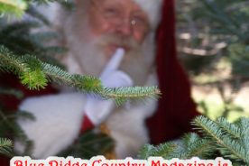 Christmas Tree Contest