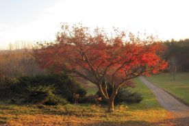 d1670cb0-bb8b-11e4-8c9f-22000a4f82a6-ThinkLikeTree