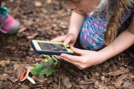 d21681dc-9afd-11ec-b967-12f1225286c6-inaturalist-NCArboretum