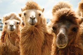 Lost World llamas greet visitors with curiosity.
