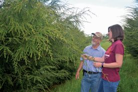 Virginia Tech’s Tom McAvoy and Carrie Jubb examining hemlocks at the university’s Kentland Farm test forest.
