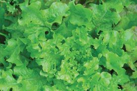 Salad Days