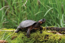 About 2,000 Southern bog turtles remain.