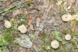 Gem-studded puffballs can be found growing by themselves or in clusters.