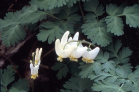 d583c9a6-823c-11ee-92e8-12163087a831-dutchmansbreeches