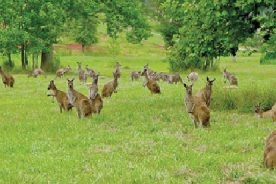 Eastern grey, western grey and red kangaroos (above) live comfortably in Dawsonville, Ga.