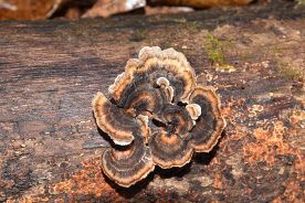 Turkey tail growing on a dead hardwood stump.