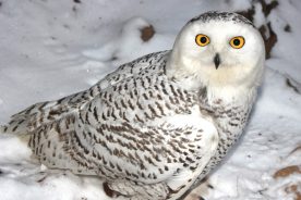 d7ab6e62-7829-11e5-b3cc-22000b078648-Tundra-in-Snow