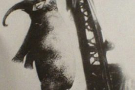 Mary the Elephant. The town considered guns, electrocution and dismemberment before settling on hanging.