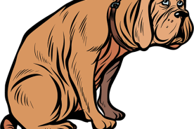 d8c294dc-619f-11eb-a1d8-1244d5f7c7c6-Storm_dog