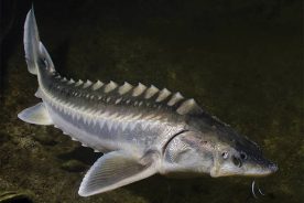 d8c7487a-7107-11e6-ab98-0a53cdaf7da3-BringBackALivingFossil