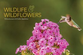 A hummingbird feeds on the sweet nectar of some east Tennessee phlox up Clarks Creek, near Jonesborough, Tennessee.