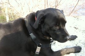 Cookie on McAfee Knob, thinking about . .  . isn't there any more food?!