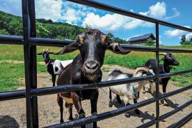 A goat looking for either a snack or a head rub pokes its head through the gate at Dollinger Farm.