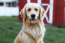 dbe86918-7752-11ee-a04b-12163087a831-Cooper-bigger